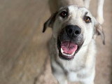 Ari, chienne de type Labrador à adopter en refuge en Roumanie