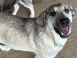 Ari, chienne de type Labrador à adopter en refuge en Roumanie