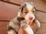 7 chiots Bergers Australiens à réserver LOF nés en mai 2026