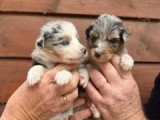 7 chiots Bergers Australiens à réserver LOF nés en mai 2026