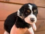7 chiots Bergers Australiens à réserver LOF nés en mai 2026