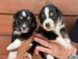 7 chiots Bergers Australiens à réserver LOF nés en mai 2026