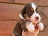 7 chiots Bergers Australiens à réserver LOF nés en mai 2026
