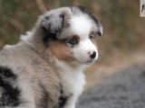 3 chiots femelles Berger Américain Miniature LOF à vendre d'avril 2026