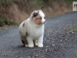 3 chiots femelles Berger Américain Miniature LOF à vendre d'avril 2026