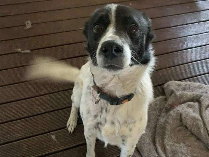 En quête d'un foyer : chien de 6 ans au pelage blanc et noir