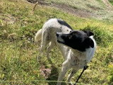 En quête d'un foyer : chien de 6 ans au pelage blanc et noir