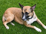 À accueillir : chienne Berger de 2 ans au pelage fauve charbonné