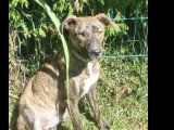 En attente d'un foyer : chiot femelle de 11 mois au pelage bringé