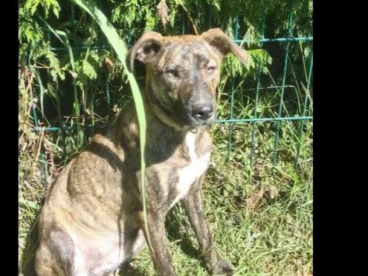 En attente d'un foyer : chiot femelle de 11 mois au pelage bringé