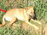 Disponible à l'adoption : chiot mâle Berger de 11 mois au pelage fauve charbonné