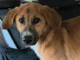 À la recherche d'une famille : chien d'un an au pelage sable