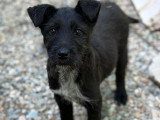 Lison, petit chiot femelle noir à adopter en association