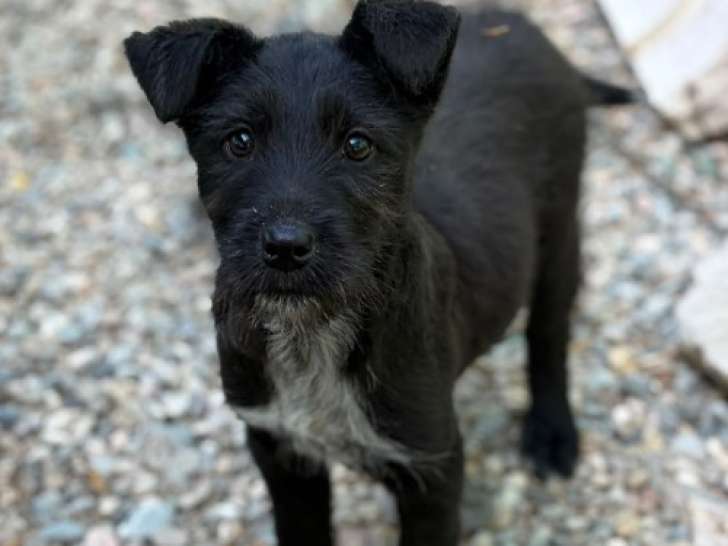 Lison, petit chiot femelle noir à adopter en association