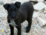 Lison, petit chiot femelle noir à adopter en association
