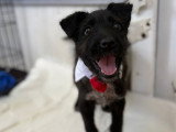 Lison, petit chiot femelle noir à adopter en association