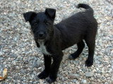 Lison, petit chiot femelle noir à adopter en association
