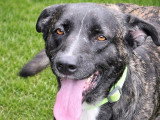 Prêt pour l'adoption : chien de 4 ans au pelage bringé
