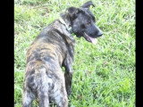 Prêt pour l'adoption : chien de 4 ans au pelage bringé