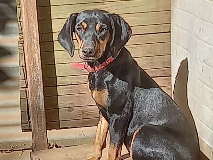 En attente d'adoption : chienne Teckel de 2 ans au pelage noir et feu