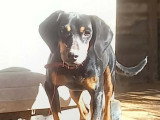 En attente d'adoption : chienne Teckel de 2 ans au pelage noir et feu