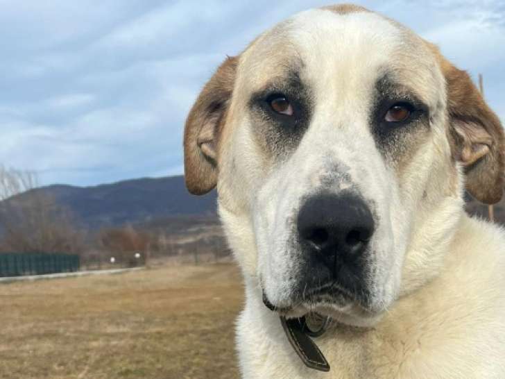 Baloo, chien de 50 kg, gentillesse incarnée, à adopter en association