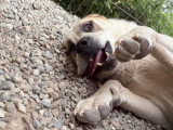 Baloo, chien de 50 kg, gentillesse incarnée, à adopter en association