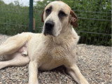 Baloo, chien de 50 kg, gentillesse incarnée, à adopter en association