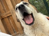Baloo, chien de 50 kg, gentillesse incarnée, à adopter en association