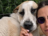 Baloo, chien de 50 kg, gentillesse incarnée, à adopter en association