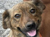 À adopter : chienne Berger de 3 ans au pelage bringé