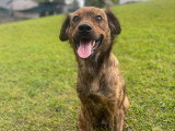 À adopter : chienne Berger de 3 ans au pelage bringé