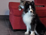 Chien adulte de race Pomsky mâle à vendre