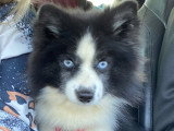 Chien adulte de race Pomsky mâle à vendre