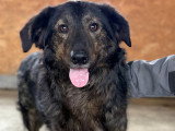 Jumbilo, chien rescapé de Roumanie à adopter en association