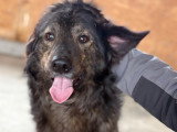 Jumbilo, chien rescapé de Roumanie à adopter en association