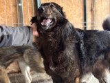 Jumbilo, chien rescapé de Roumanie à adopter en association
