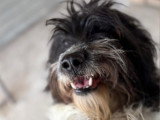 Teddi, chient à adopter en refuge en Roumanie
