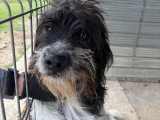 Teddi, chient à adopter en refuge en Roumanie