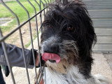 Teddi, chient à adopter en refuge en Roumanie