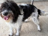 Teddi, chient à adopter en refuge en Roumanie