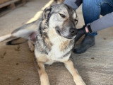 Johni, chien à adopter en refuge en Roumanie