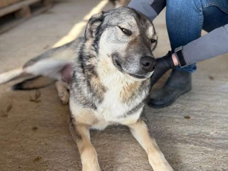 Johni, chien à adopter en refuge en Roumanie