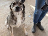 Johni, chien à adopter en refuge en Roumanie