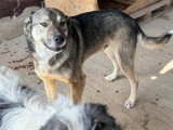 Johni, chien à adopter en refuge en Roumanie