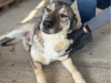 Johni, chien à adopter en refuge en Roumanie