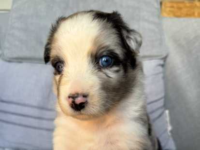 Chiots Berger Australien à réserver