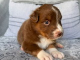 Chiots Berger Australien à réserver