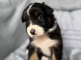 Chiots Berger Australien à réserver