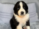 Chiots Berger Australien à réserver
